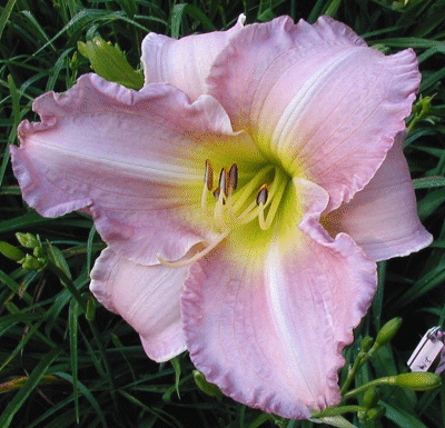 Photo of IRENE MAROLF